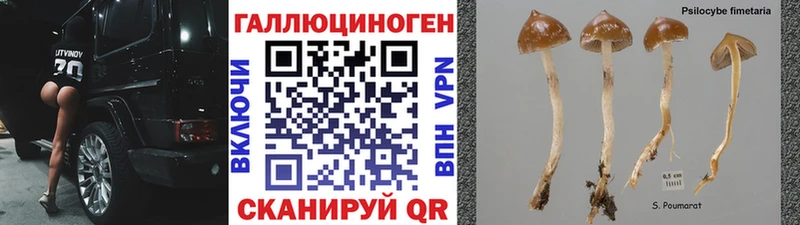 Псилоцибиновые грибы Cubensis  Купить  Петровск 
